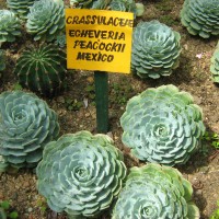 <i>Dudleya pulverulenta</i>  (Nutt.) Britton & Rose